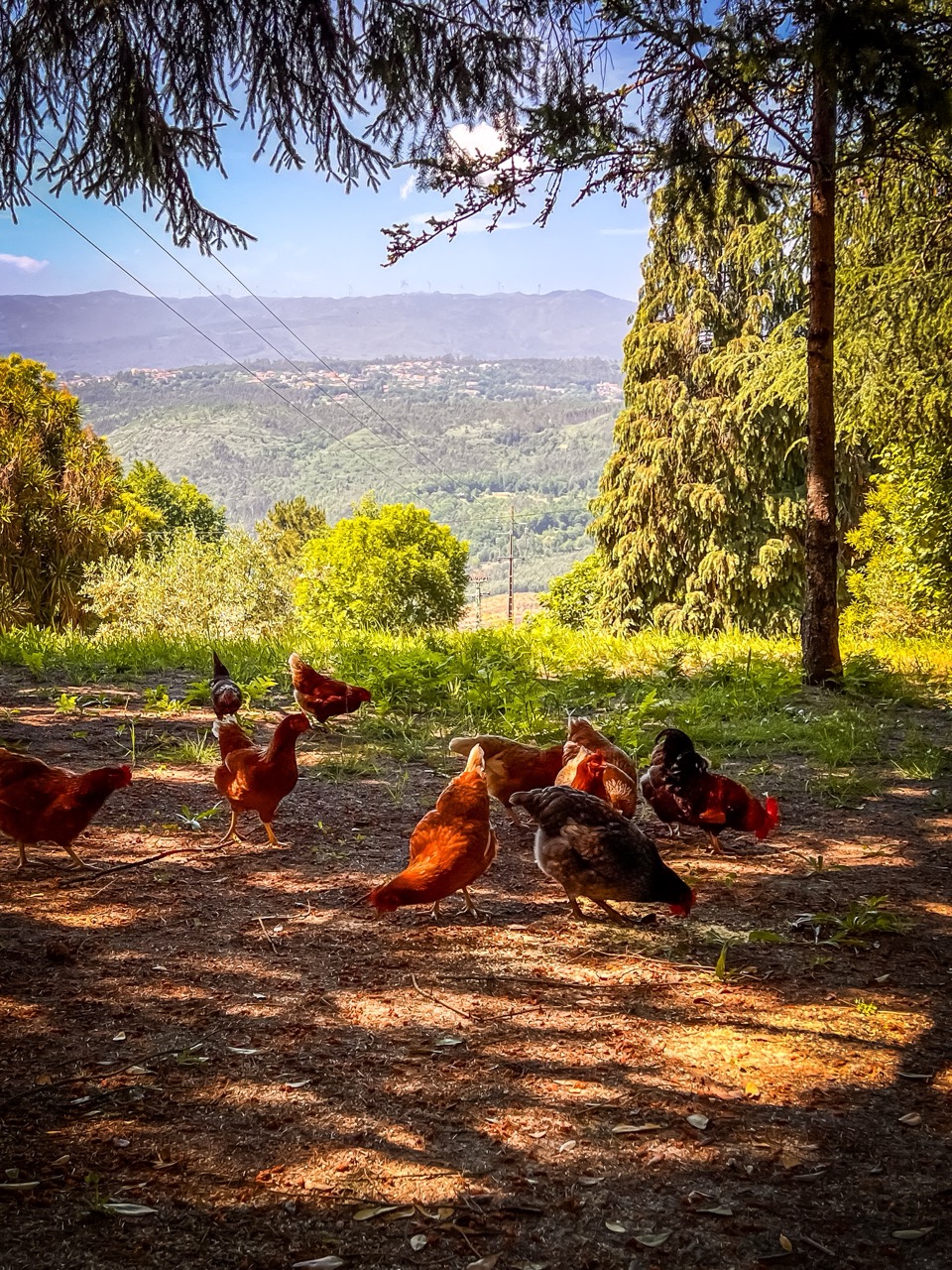 Quinta da Cavada Restaurante Viseu